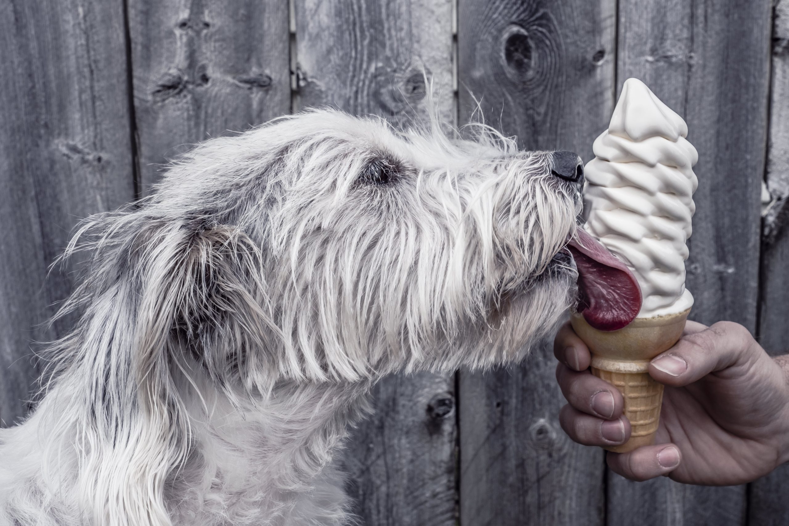 10 Alimentos Proibidos para os Cães – Parte 1